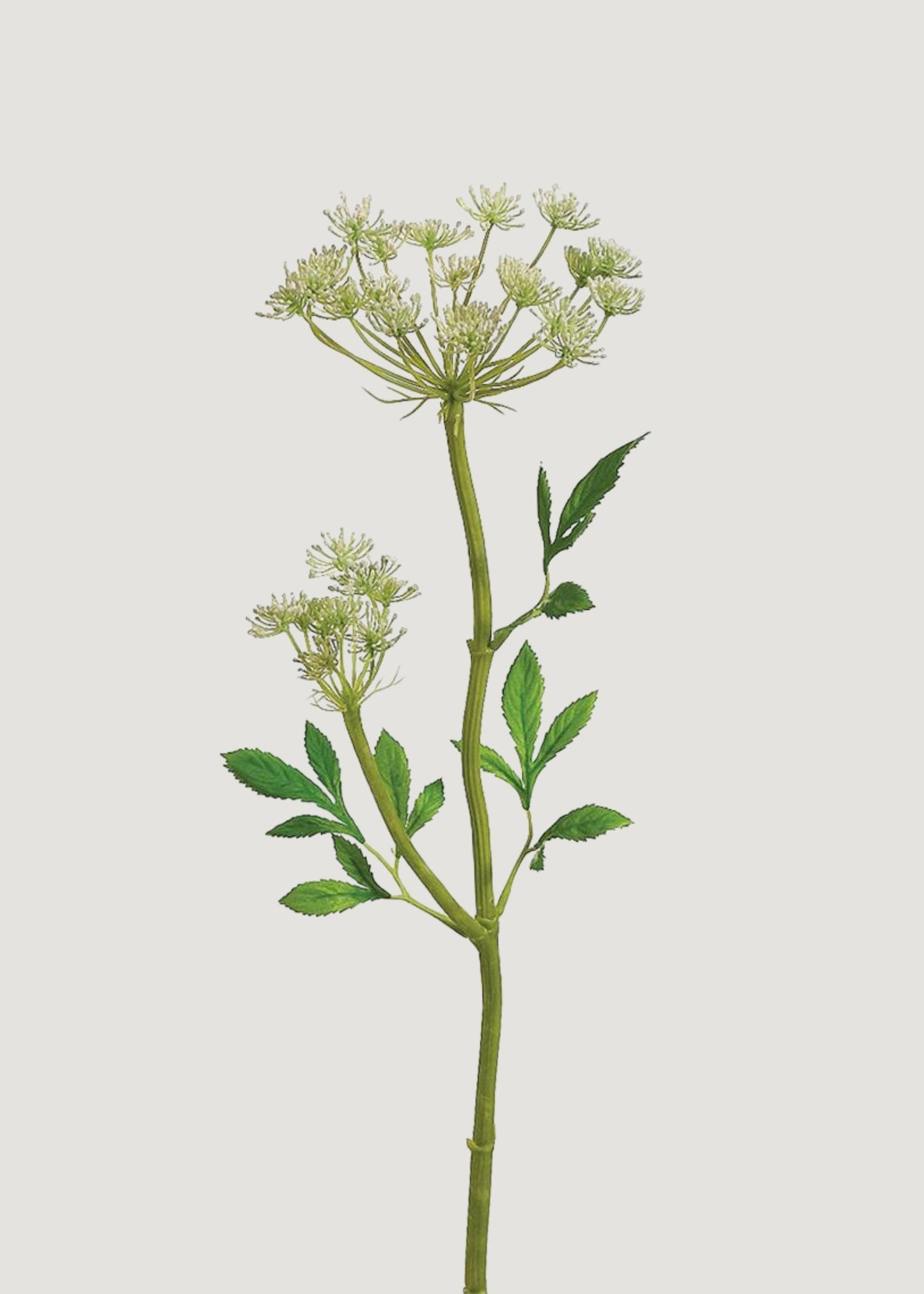 Artificial Queen Anne's Lace Wildflower Stem - 24"