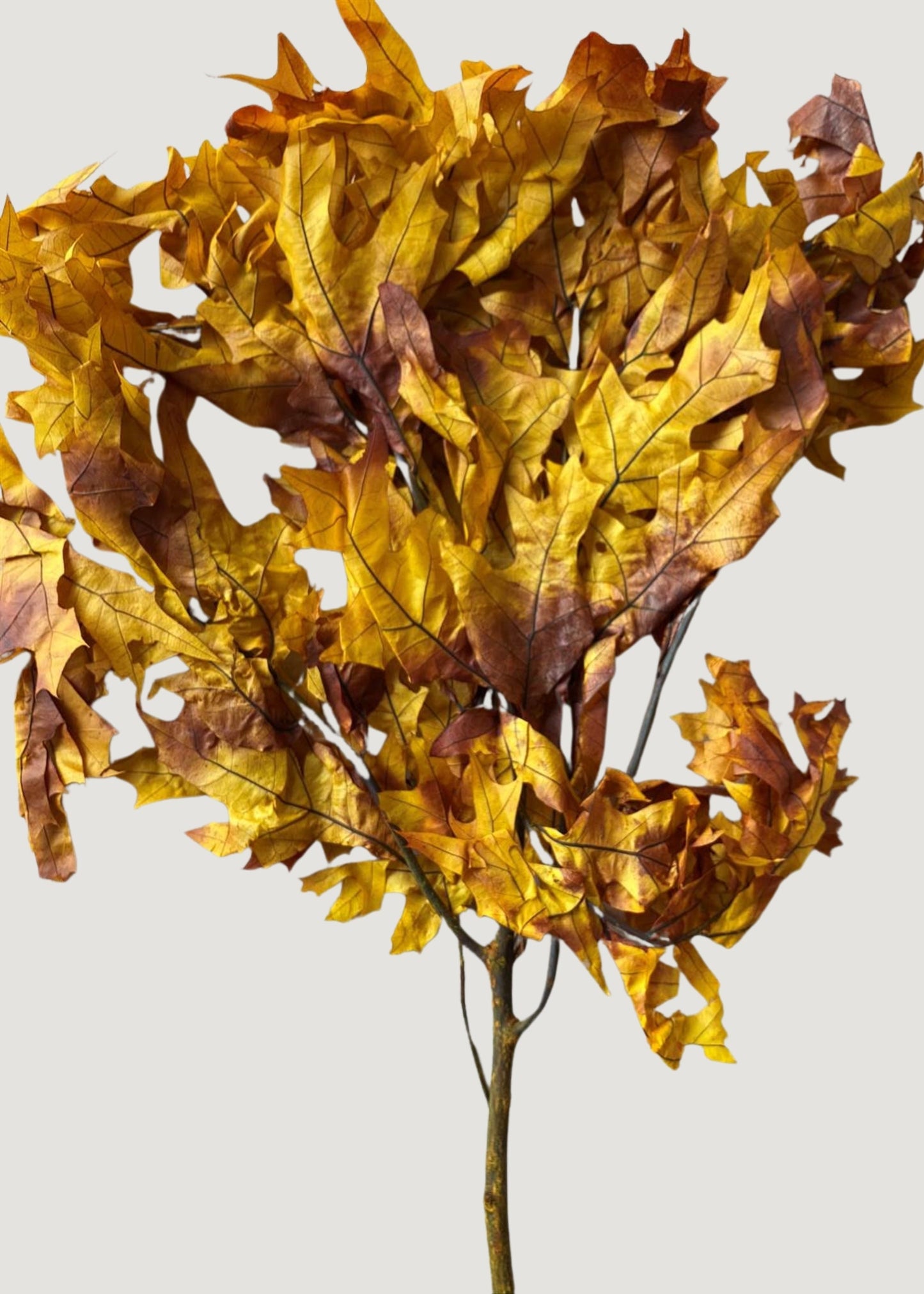 Preserved Fall Oak Leaves in Autumn Brown Hues - 1 lb - 22" Long