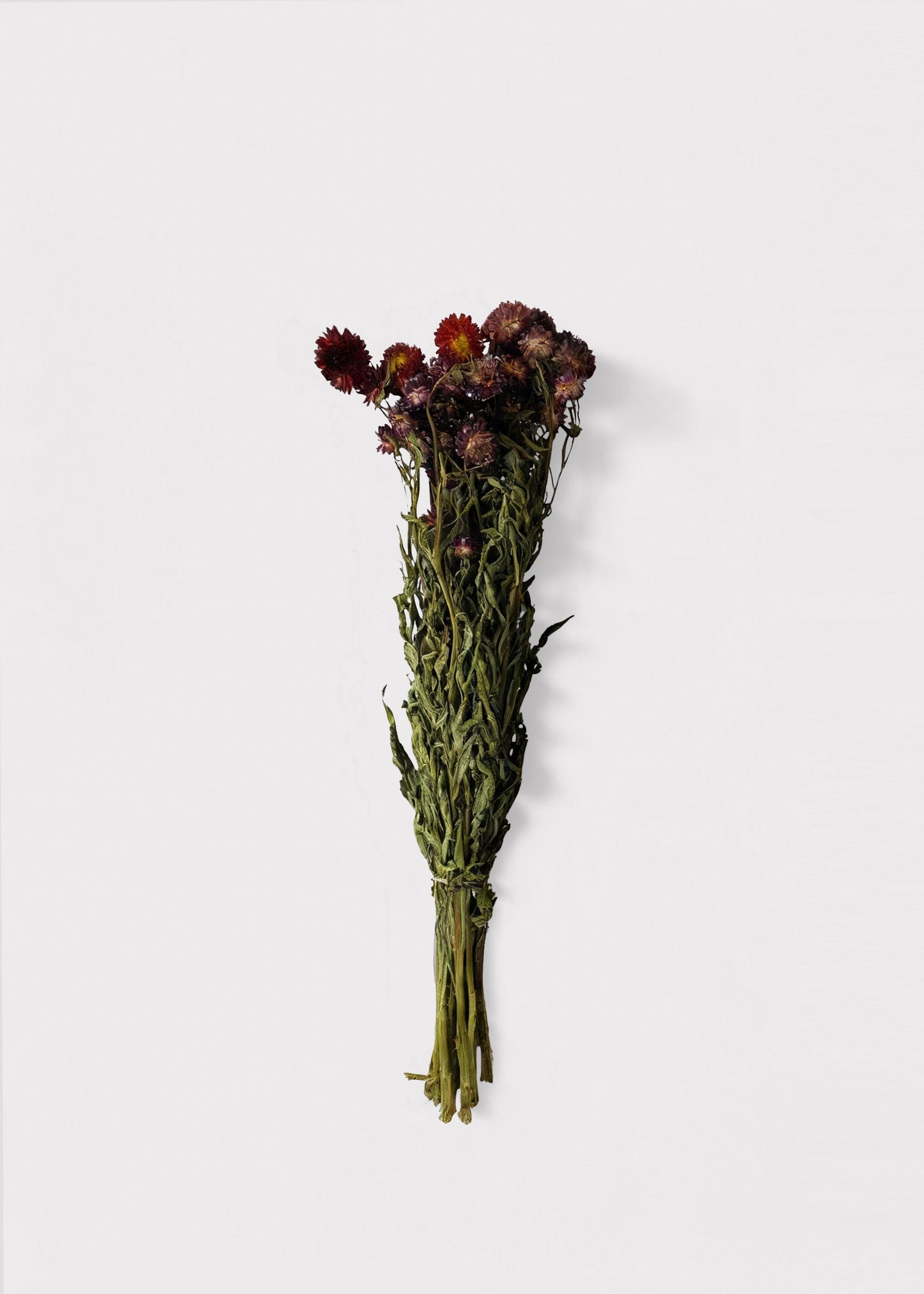 Dried Helichrysum Everlasting Daisy Flower Bunch in Red 16-22" Tall