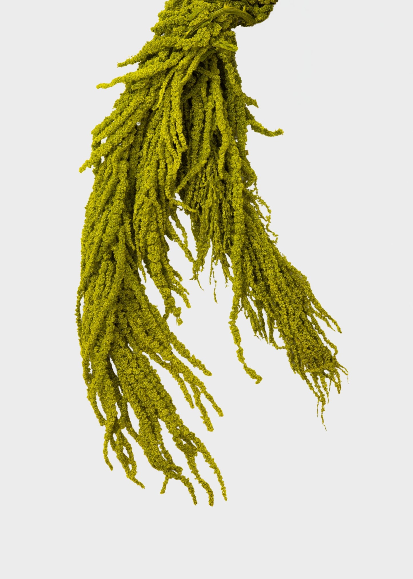 Green Preserved Hanging Amaranthus Flowers - 32-40"