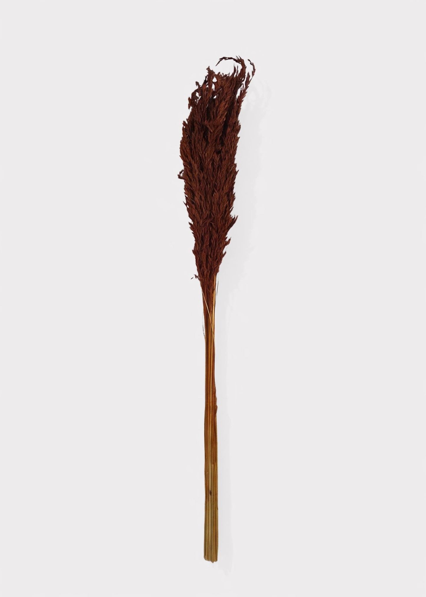 Dried Grass Burnt Brown Wild Oats Bunch - 38"