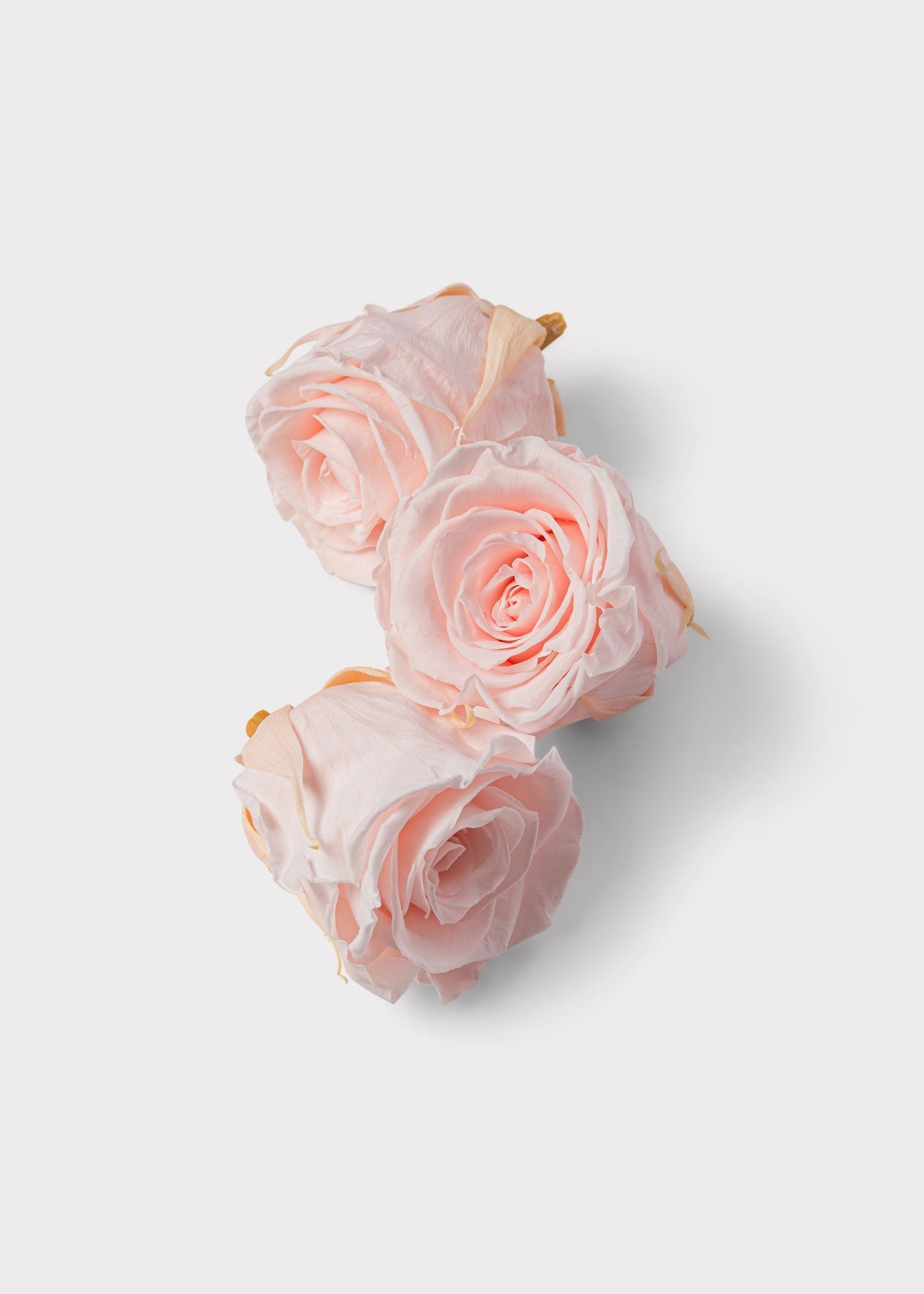 Box of 8 Pink Beige Preserved Rose Heads - 1.75-2" Wide