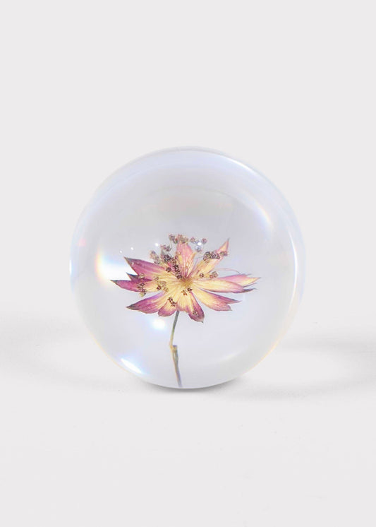 Preserved Purple Flower Head Paperweight - 3"
