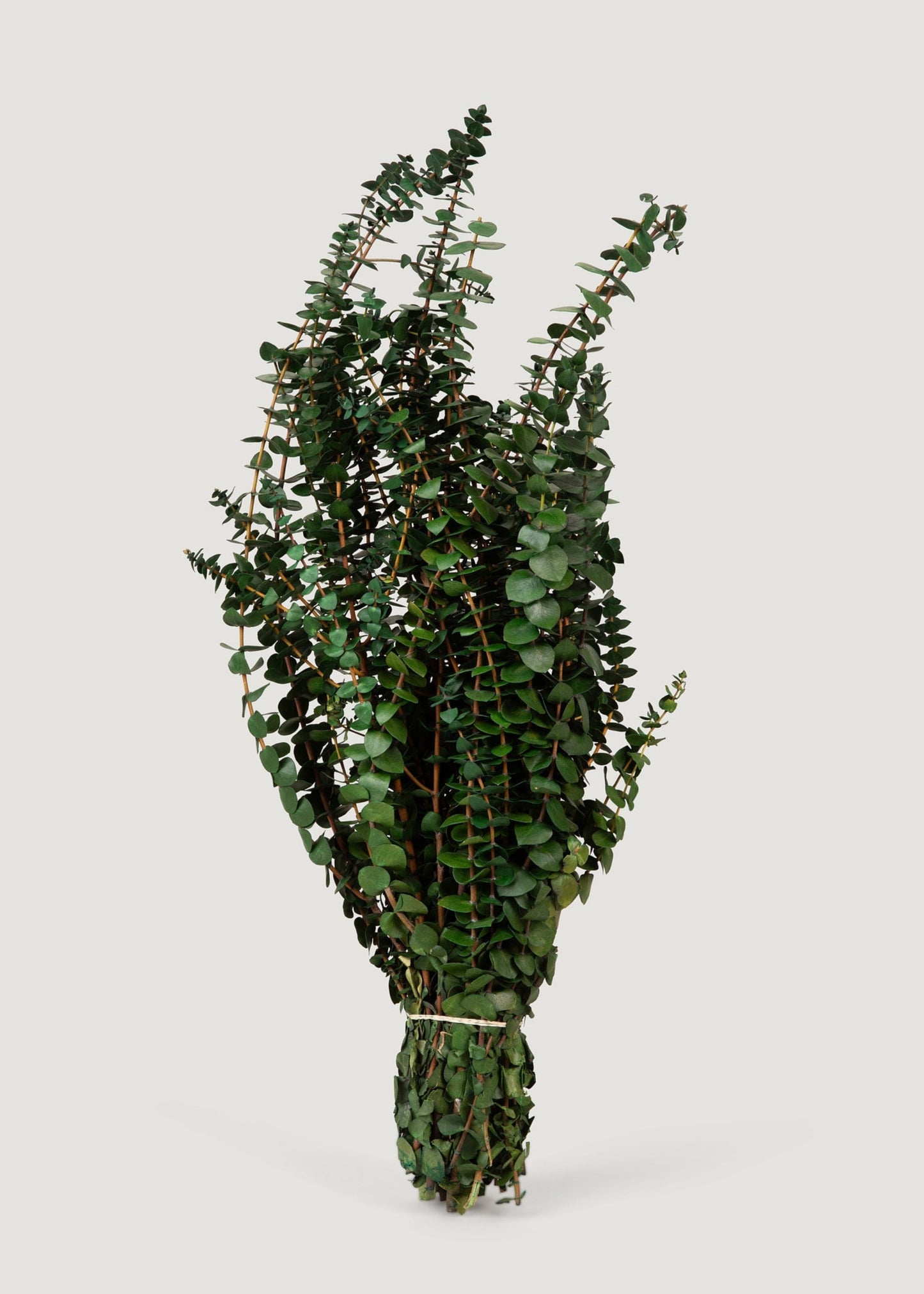 Preserved Eucalyptus Bundle - 1 lb