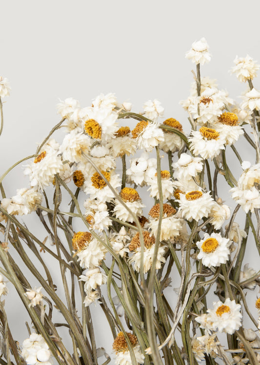 Natural White Dried Ammobium Flowers - 4 oz Bunch