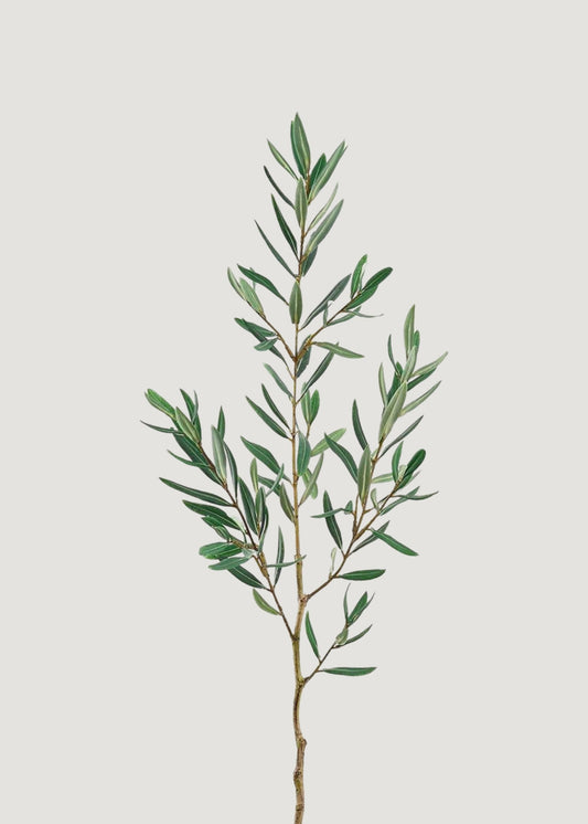 Artificial Olive Leaf Branch - 36"