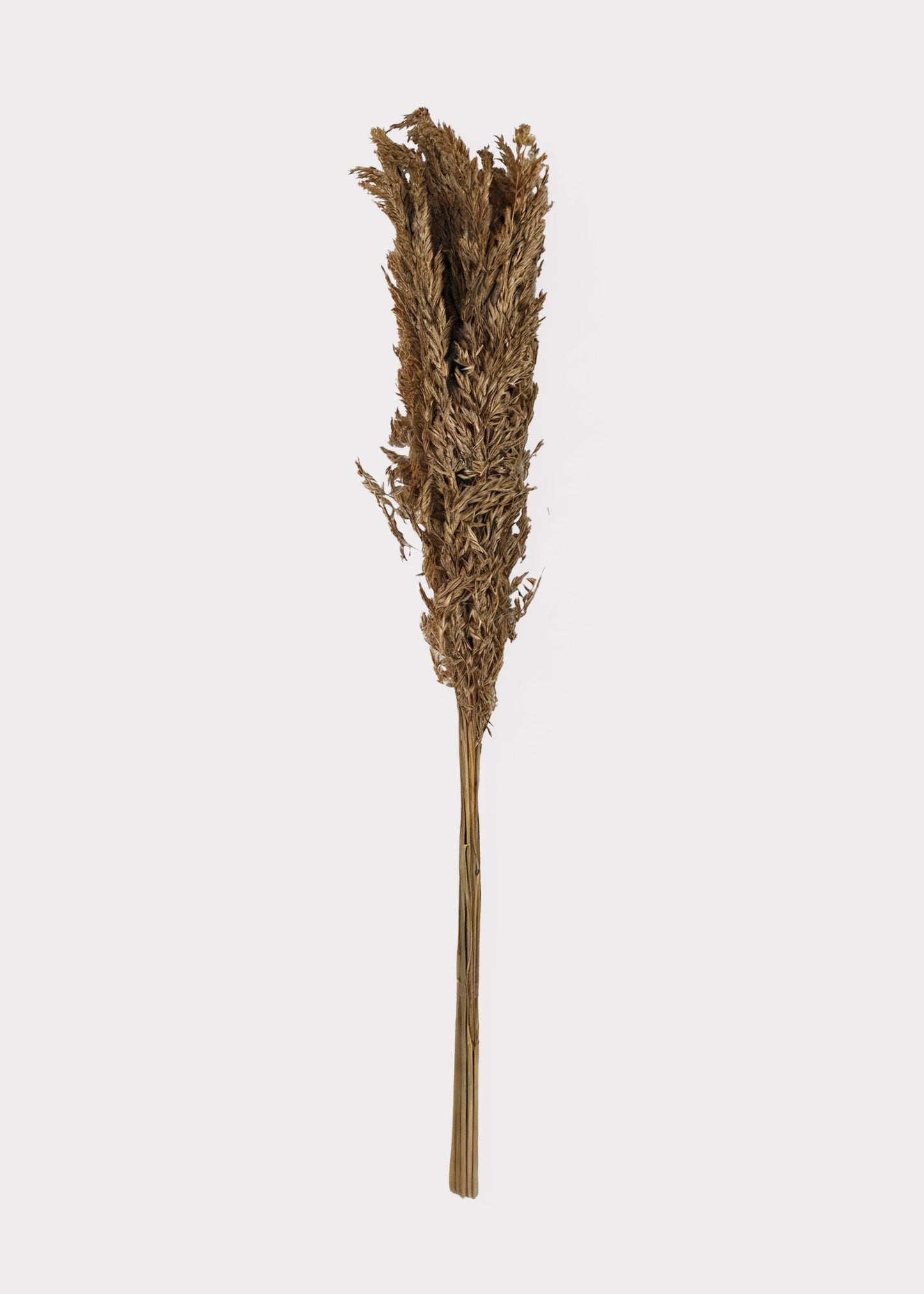 Natural Dried Wild Oats Grass Bunch - 38"