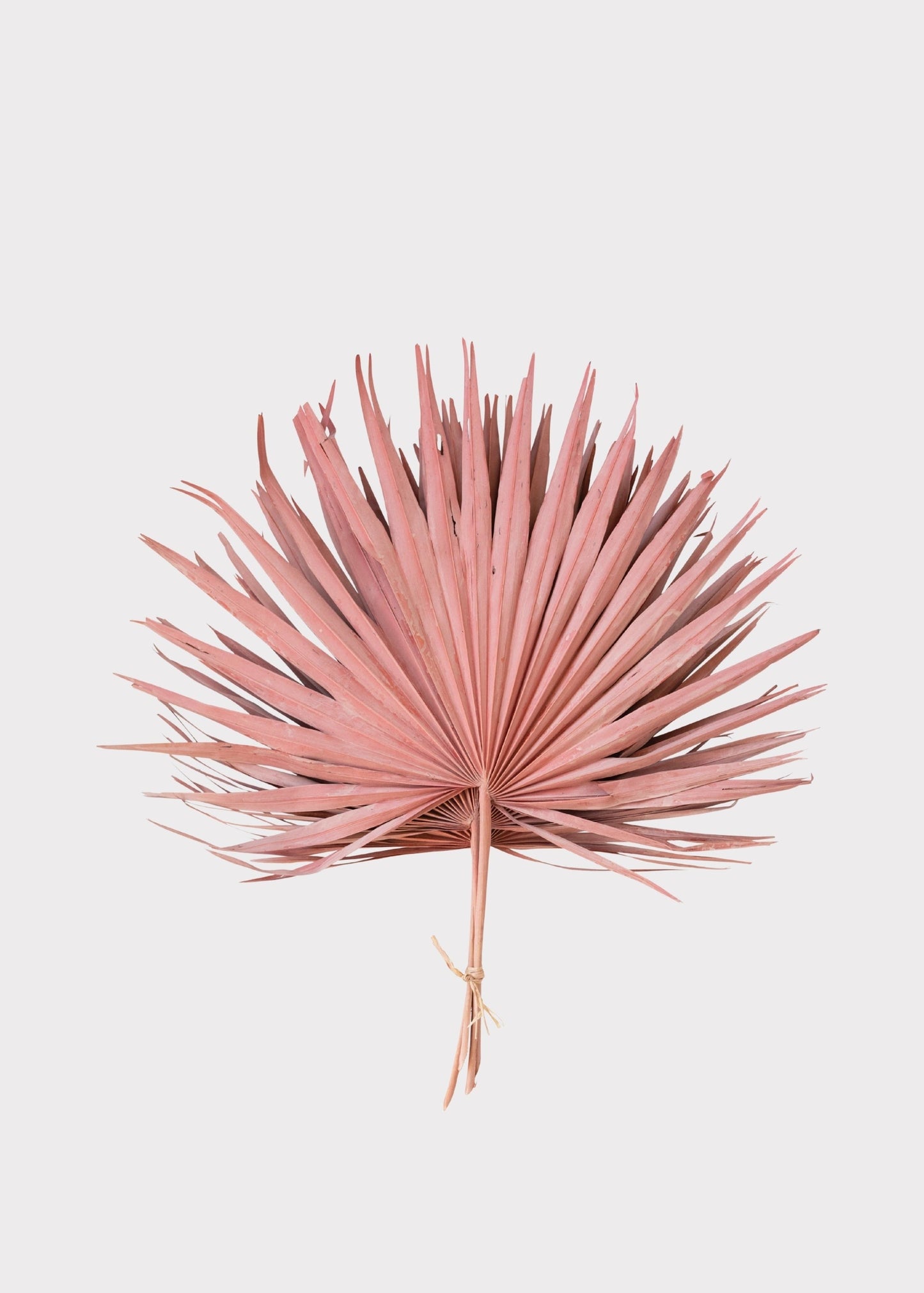 Pink Natural Dried Fan Palm Leaf Bundle of 4 - 29"