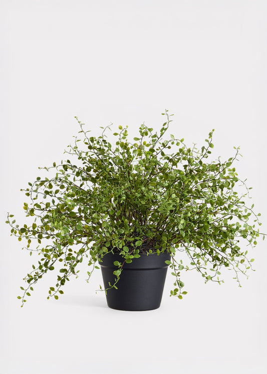 Maidenhair Creeping Vine Fake Potted Plant - 16"