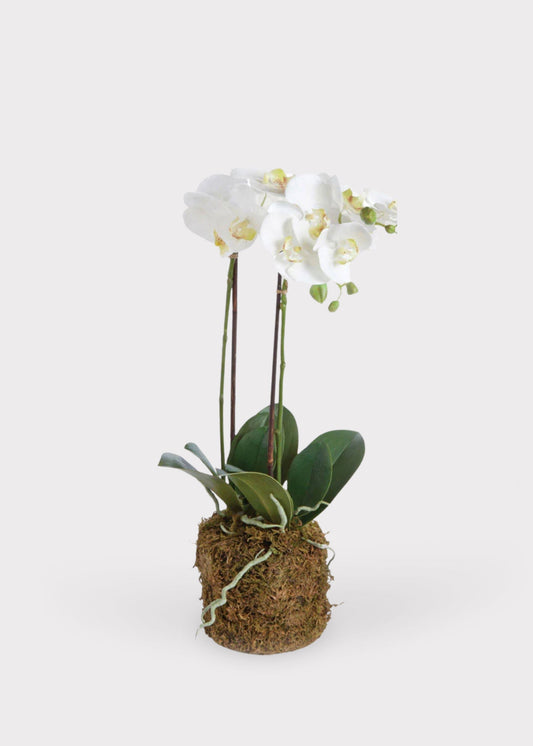 White Artificial Phalaenopsis Orchid Drop-In Plant - 23"