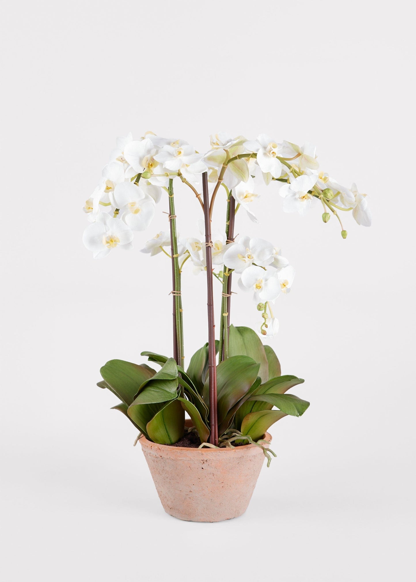 Potted Faux White Orchid Arrangement - 24"
