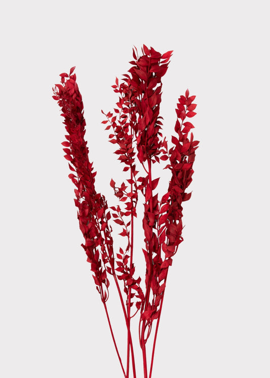 Red Preserved Ruscus Leaves - 1.5 oz Bunch