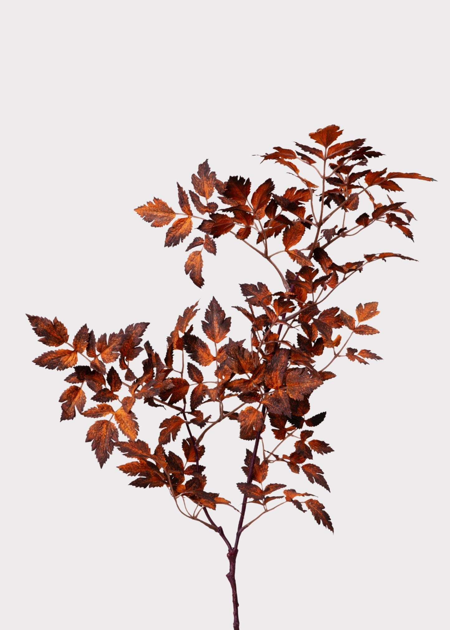 AfloralTM Faux Cimicifuga Leaf Spray in Brown - 31"