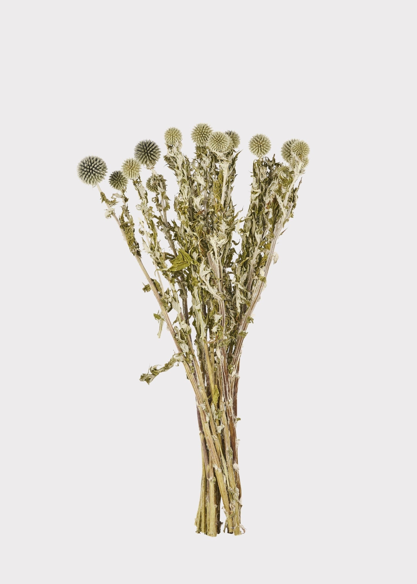 Dried Flowers Echinops Globe Thistles in Blue Green - 4 oz Bunch