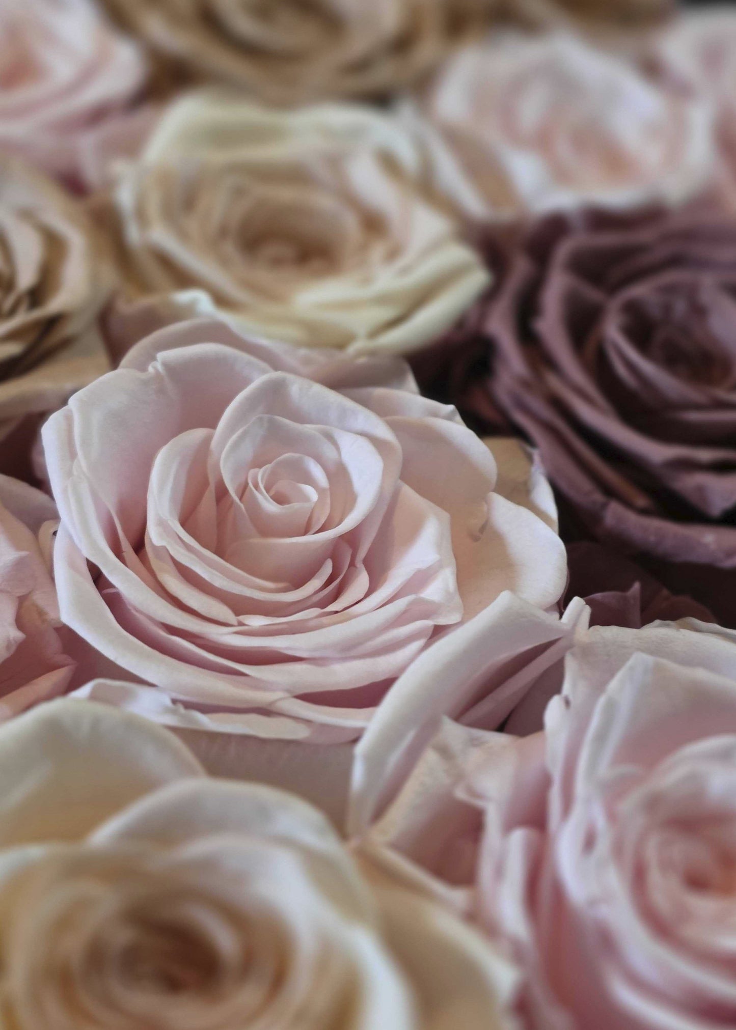 AfloralTM Preserved Rose Head Flower Gift Box - 18 Rose Heads