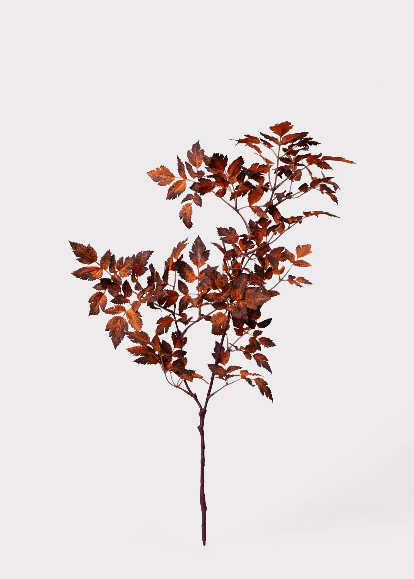 AfloralTM Faux Cimicifuga Leaf Spray in Brown - 31"