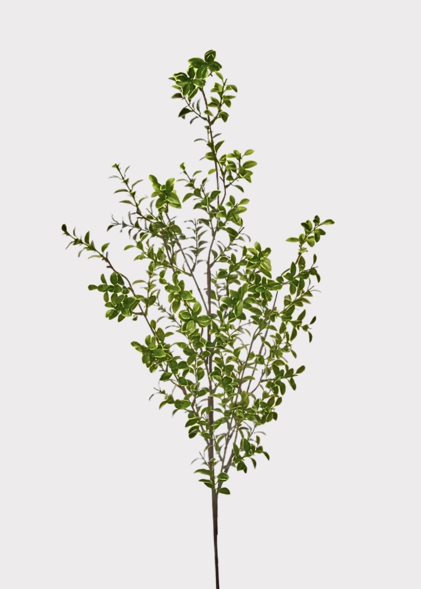 Tall Artificial Boxwood Branch - 48"