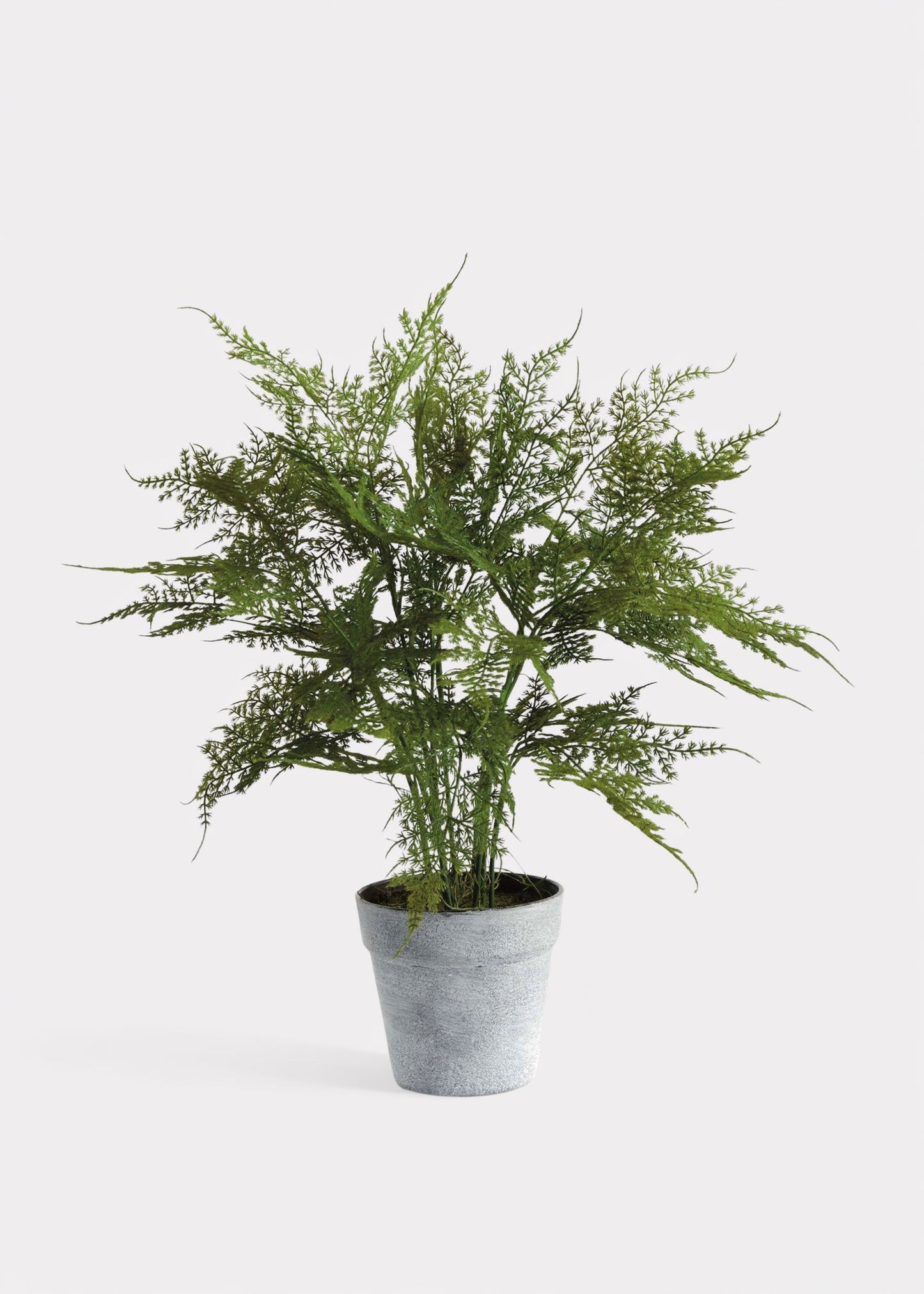 Artificial Plumosus Fern Potted Plant - 21"
