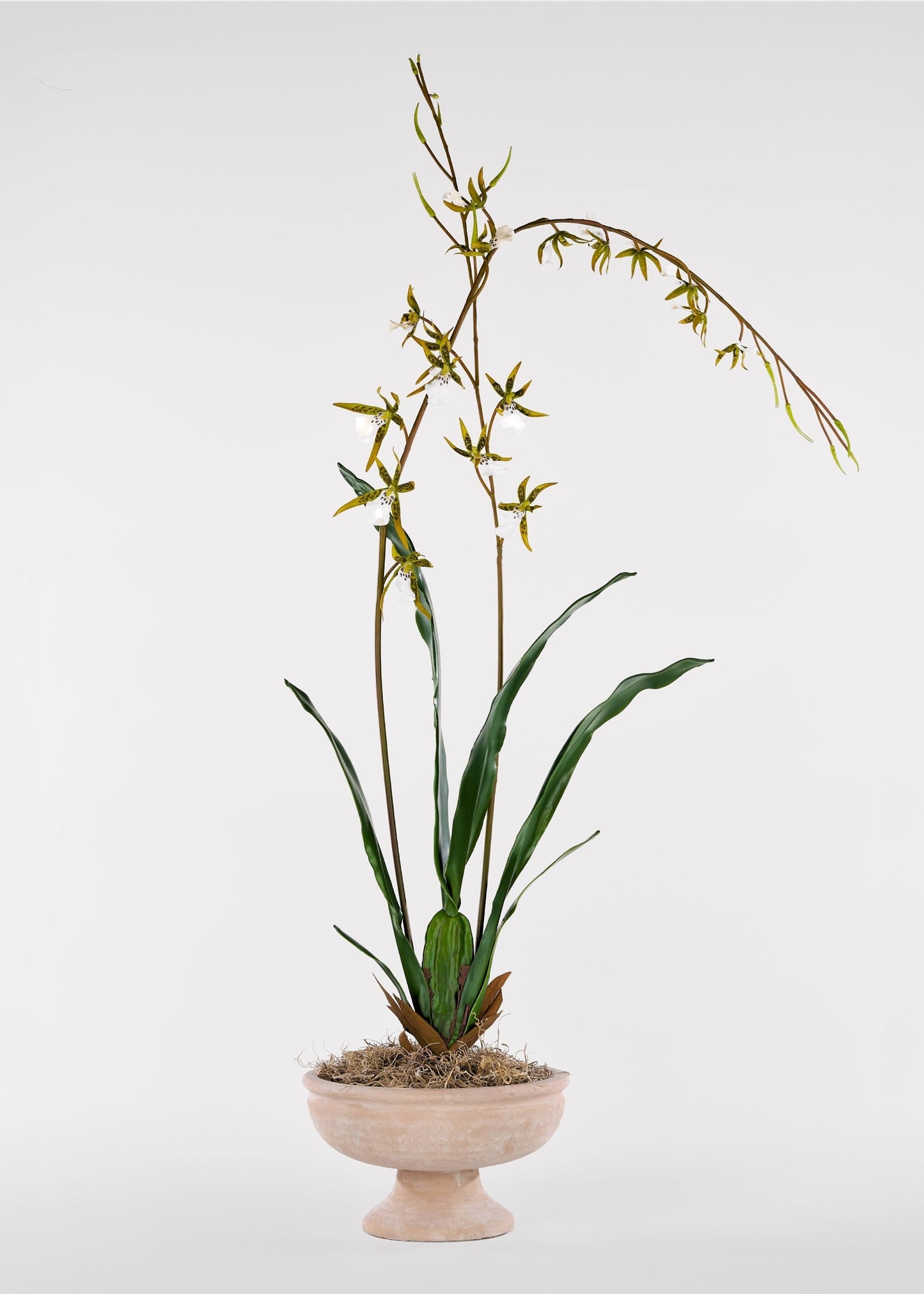 Tall Artificial Blooming Brassia Orchid Plant - 52"